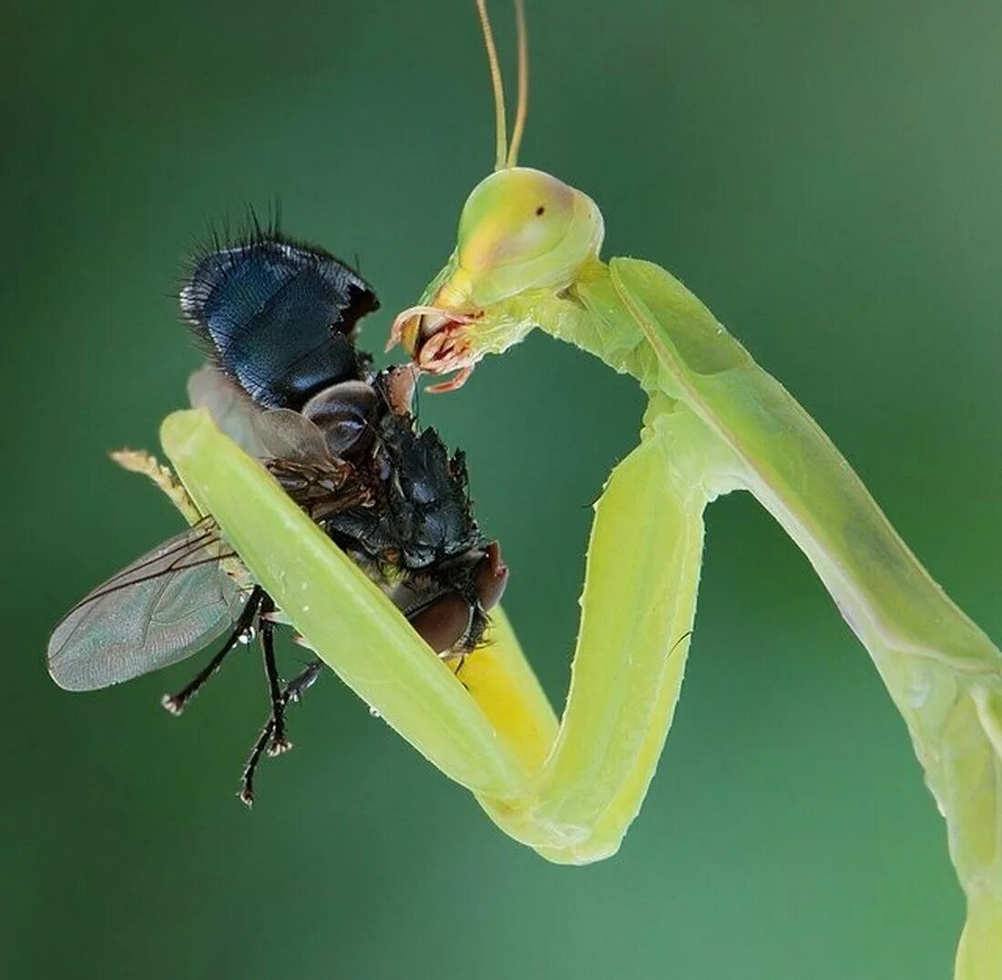 Жук ест насекомых. Жук богомол. богомол idolomantis diabolica. муха богомол. насекомое поедающее мух.