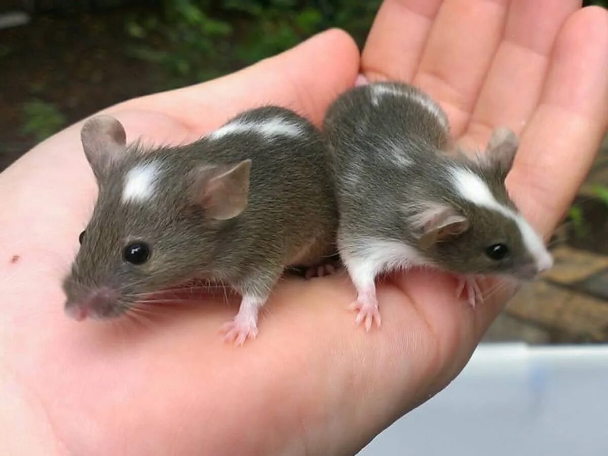 Этрусская бурозубка. Маленькая мышь. Бурозубка пигмей. Детеныш мыши полевки. Small mouse.