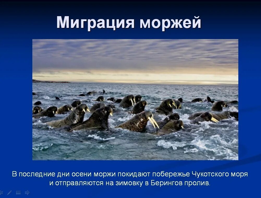 Берегите моржей. День моржа 24 ноября. миграция моржей. интересные факты о моржах. день моржа в россии.