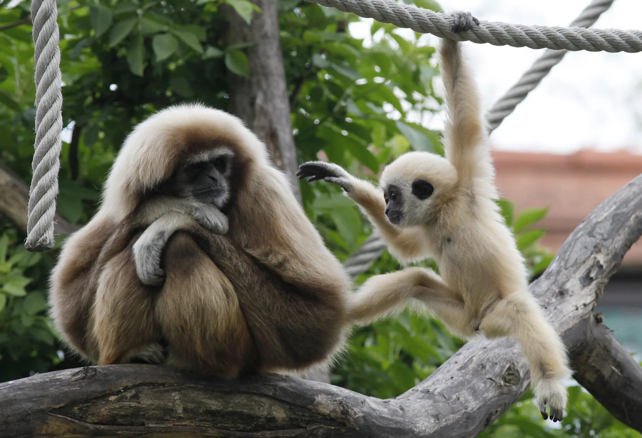 Смешные животные в зоопарке. Гиббон в московском зоопарке. Обезьянки в зоопарке. Гепард в зоопарке. Смешной зоопарк.