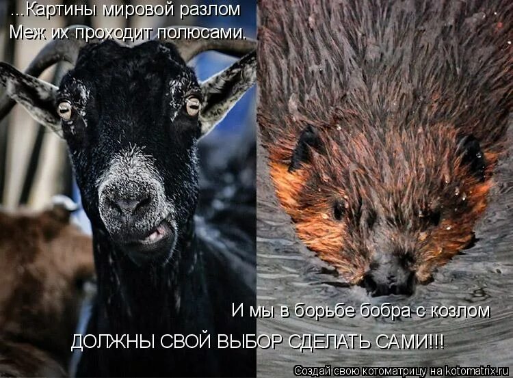 Бобра и осла. Борьба бобра с козлом. любовь добра полюбишь и бобра. бобры козлы. реклама козел.