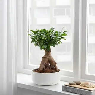 roślina z doniczką bonsai/różne kolory FICUS (арт. 304.327.24) - Доставка из Ике