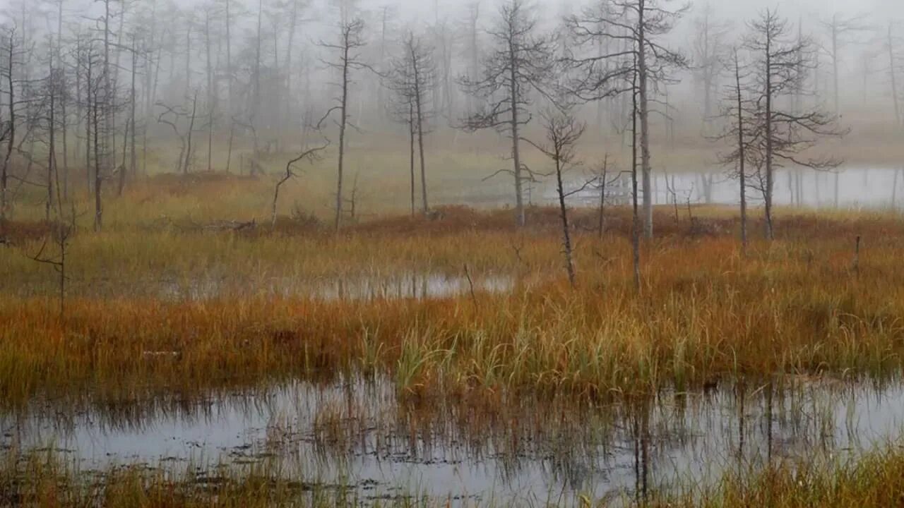 Дождь болотного. Болотная Топь Эстетика. Болото туман. Болото в лесу. Туманное болото.