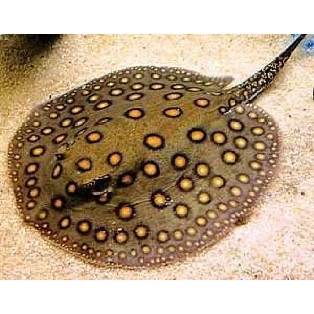 Скат леопольди блэк даймонд. Пресноводный скат хвостокол. Аквариумный скат моторо. Скат моторо. Рыбка скат моторо.