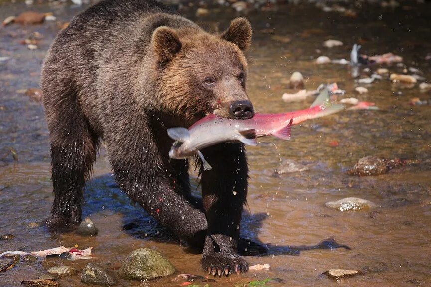 бурый медведь питается. бурый медведь вишерский заповедник. гризли и бурый. что едят медведи. бурый медведь питается.