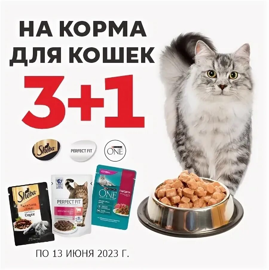 Акция корм для животных в школе. Акция корм. акция корм в школе. акция корм животным советник.