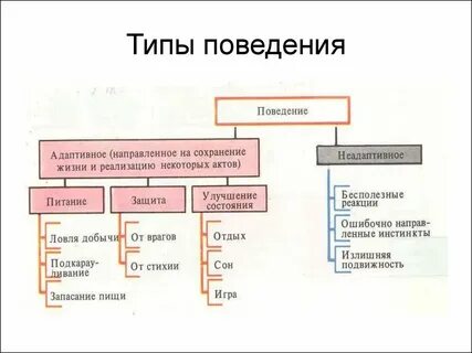 Поведенческие акты виды
