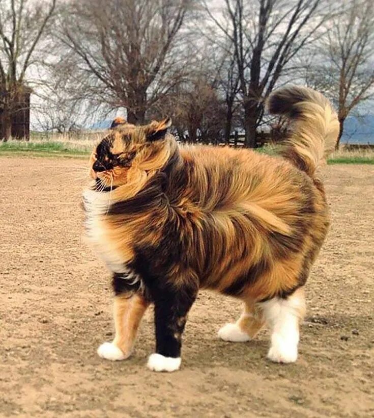 Ветров приколы. Кота сдувает ветром. Сильный ветер кот. Кошка на ветру. Сильный ветер собака.