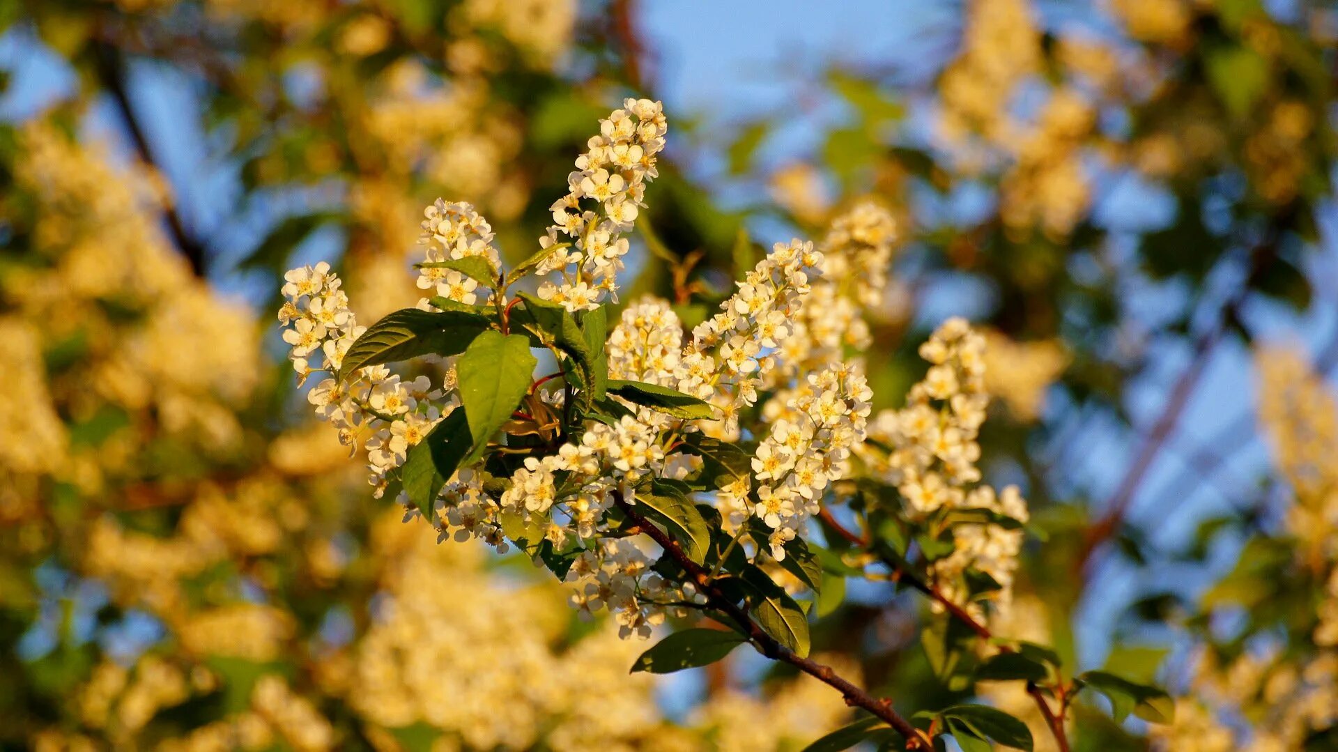 девушка с черемухой. фотосессия в цветущей черемухе. сладкая истома черемухи цвет. фотосессия с черемухой. девушка с черемухой.