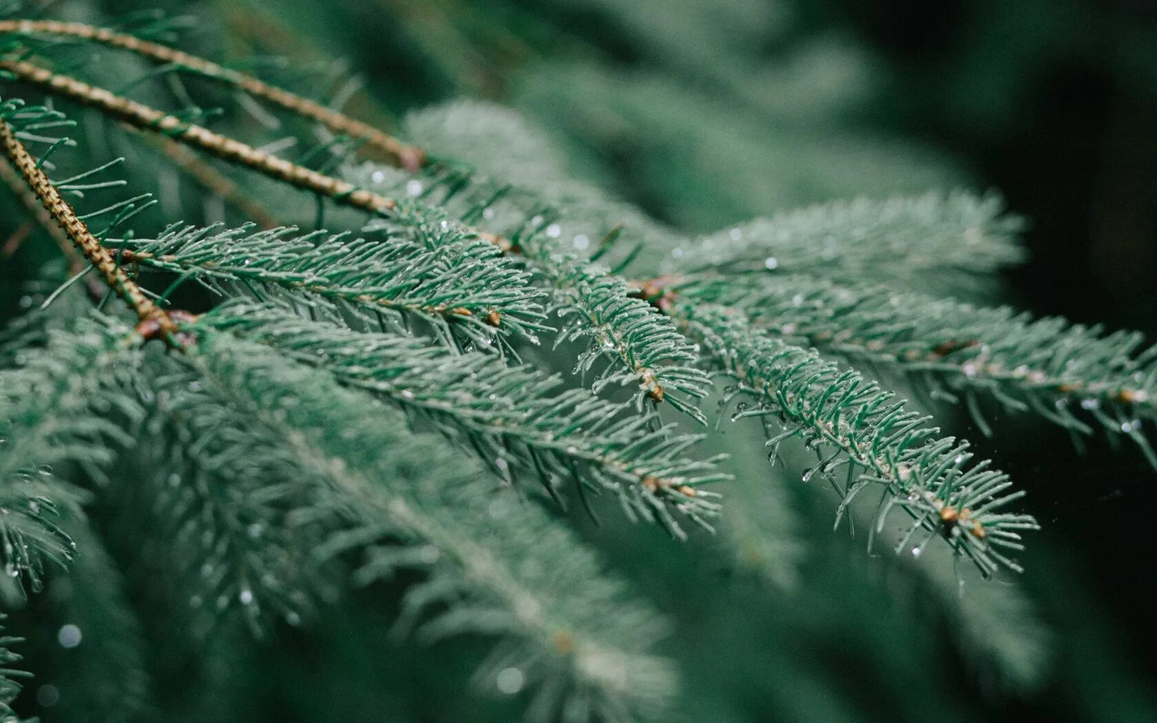 Цвет хвои ели. Ель европейская хвоинки. Хвоя. Цвет хвои ели. 1.