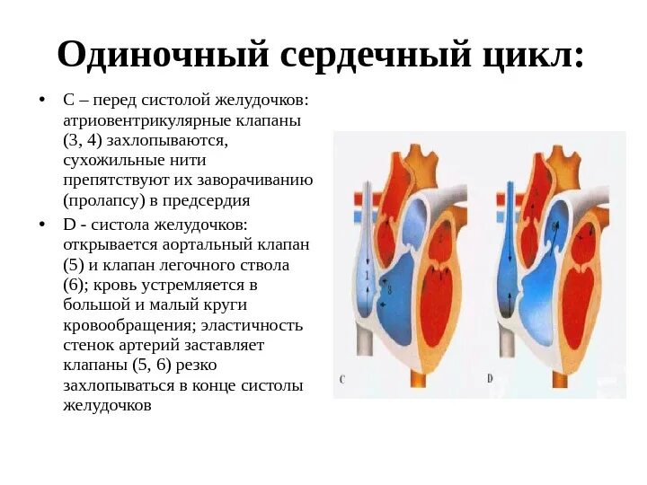 Атриовентрикулярные клапаны. Атриовентрикулярные клапаны открываются. Атриовентрикулярные клапаны строение. Строение сердца атриовентрикулярный клапан. Во время систолы предсердий полулунные клапаны открыты