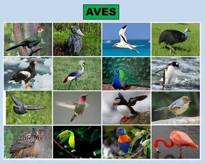 Ada aves