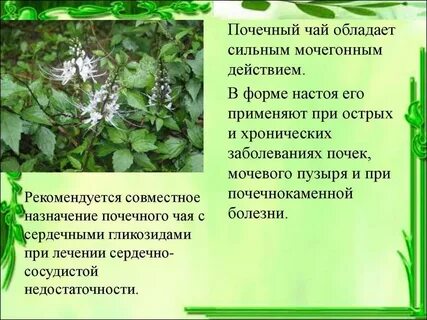 Мочегонные свойства