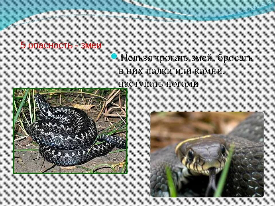 бывают ли животные опасными. опасные животные для человека 3 класс. ядовитые змеи презентация. ядовитые насекомые детям. проект змеи.