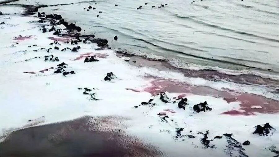 Остров тюлений дагестан. Остров тюлень каспийского моря. Крайновка каспийское море. Дагестан море. Каспийское море остров чечень.