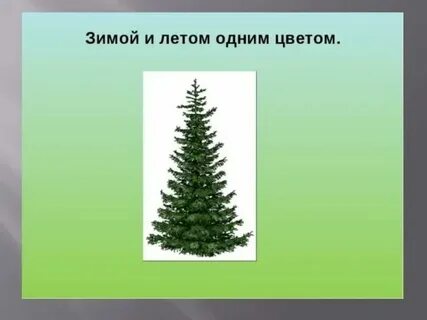 Зимой и летом 1 цветом ответ