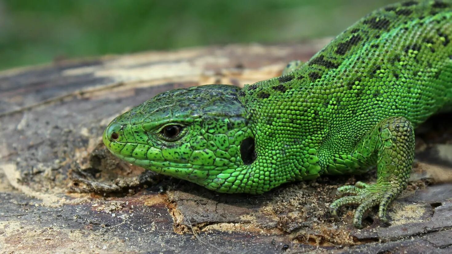 Прыткая ящерица Lacerta Agilis. Ящерица прыткая (Lacerta Agilis Linnaeus). Прыткая ящерица (Lacerta Agilis l.),. Ящерица прыткая (лат. Lacerta Agilis).