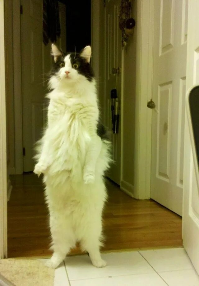 Кот ходит на задних лапах. Котики смешные. котик по стойке смирно. кошка на цыпочках. кот нервничает.