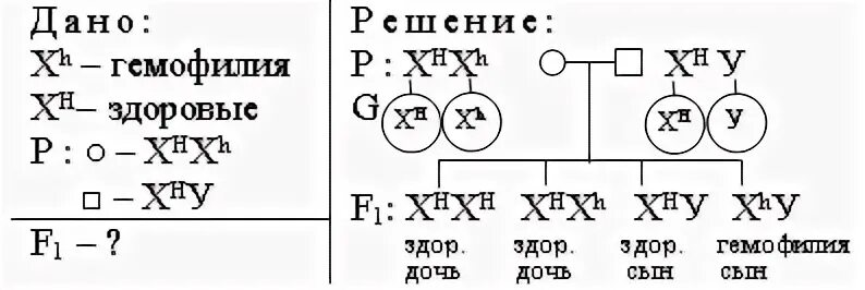 Рахит в задачах генетических. Какова вероятность рождения больных детей. Задачи по генетике генотип отца. Задачи по генотипу с хромосомами.