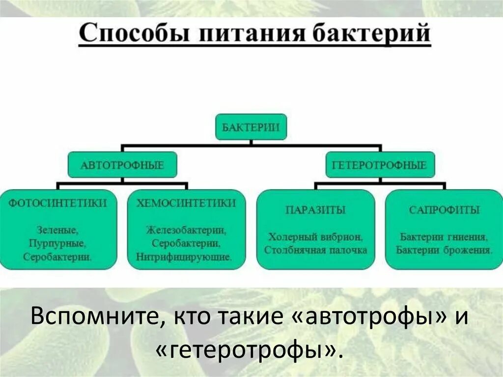 Какой тип питания характерен для большинства представителей