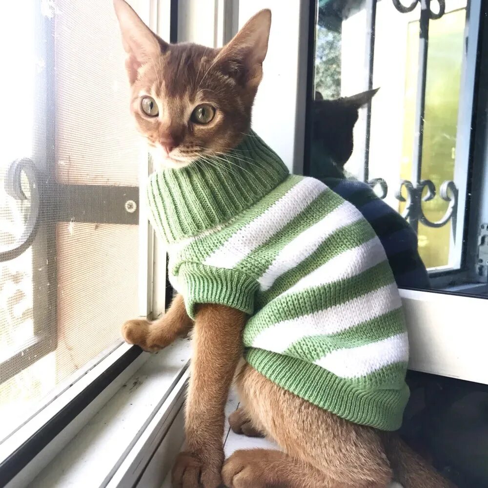 Связать одежду для кота