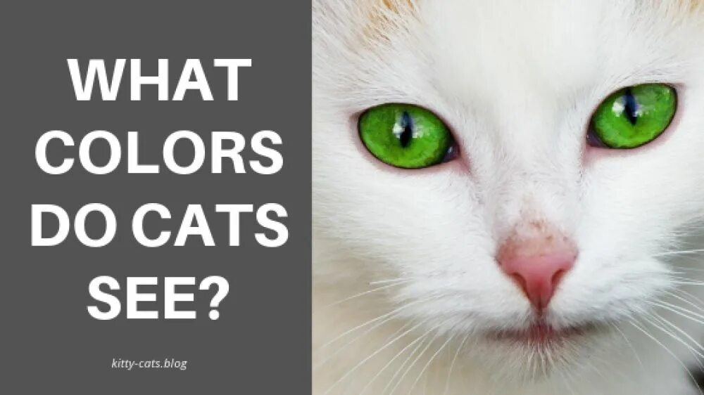 A Cat can. See Cat. What does Cats Уфе. Which Colors see Cat.