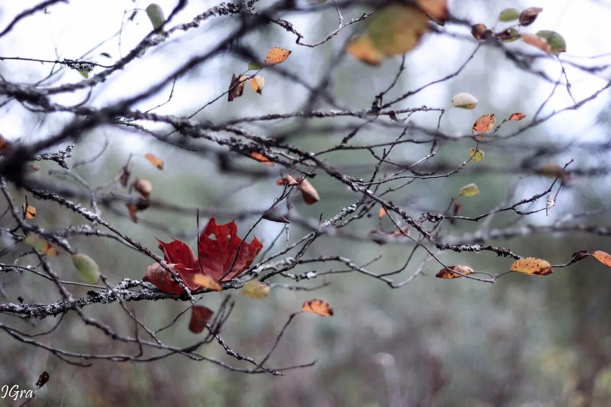 Осень листья давно облетели. Осень грусть. Осенняя печаль. Грустная осень. Поздняя осень дождь.
