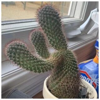 Кактусы похожие