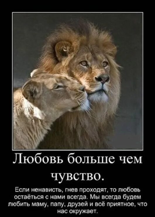 Лев будет твоим. Доброе утро мой Лев. Ты мой Лев. Лев и львица с надписями. Люблю тебя мой Лев.