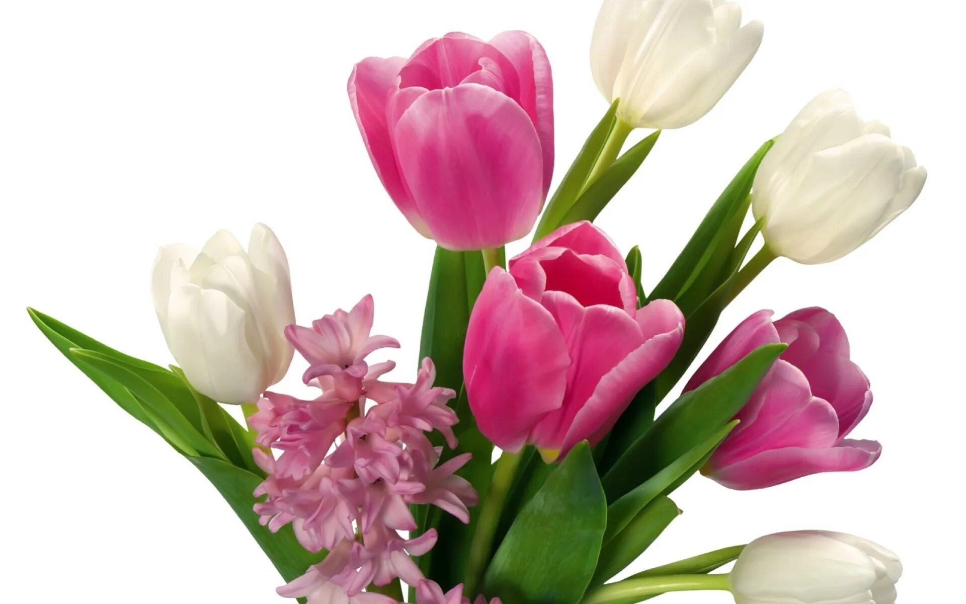 Фловерс Flowers цветы тюльпаны. Розовые тюльпаны. Красивый весенний букет. Весенние цветы тюльпаны. Весенний букет фон