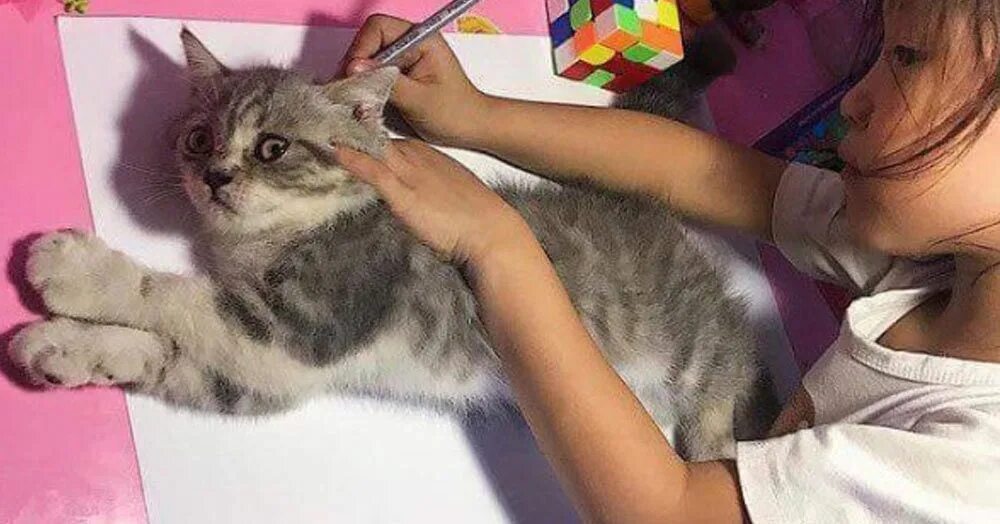 Can too cat