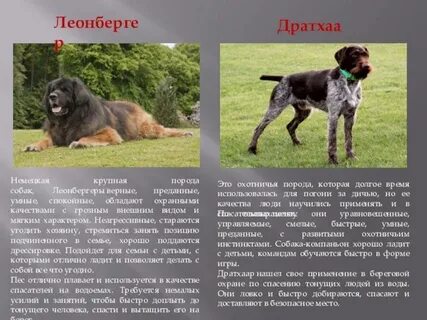 Умные и преданные породы собак