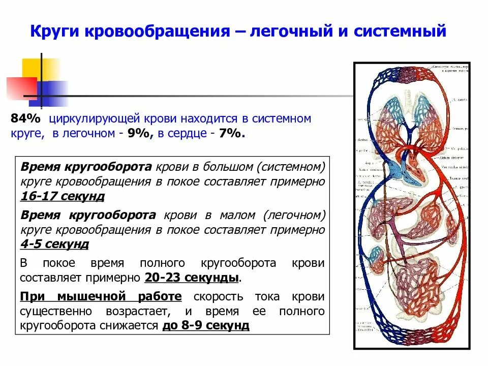 Особенности строения большого круга кровообращения. Сердечно сосудистая система большой и малый круг кровообращения. Малый и большой круг кровообращения человека таблица. Схема малого круга кровообращения схема. Малый и большой круг кровообращения человека функции.