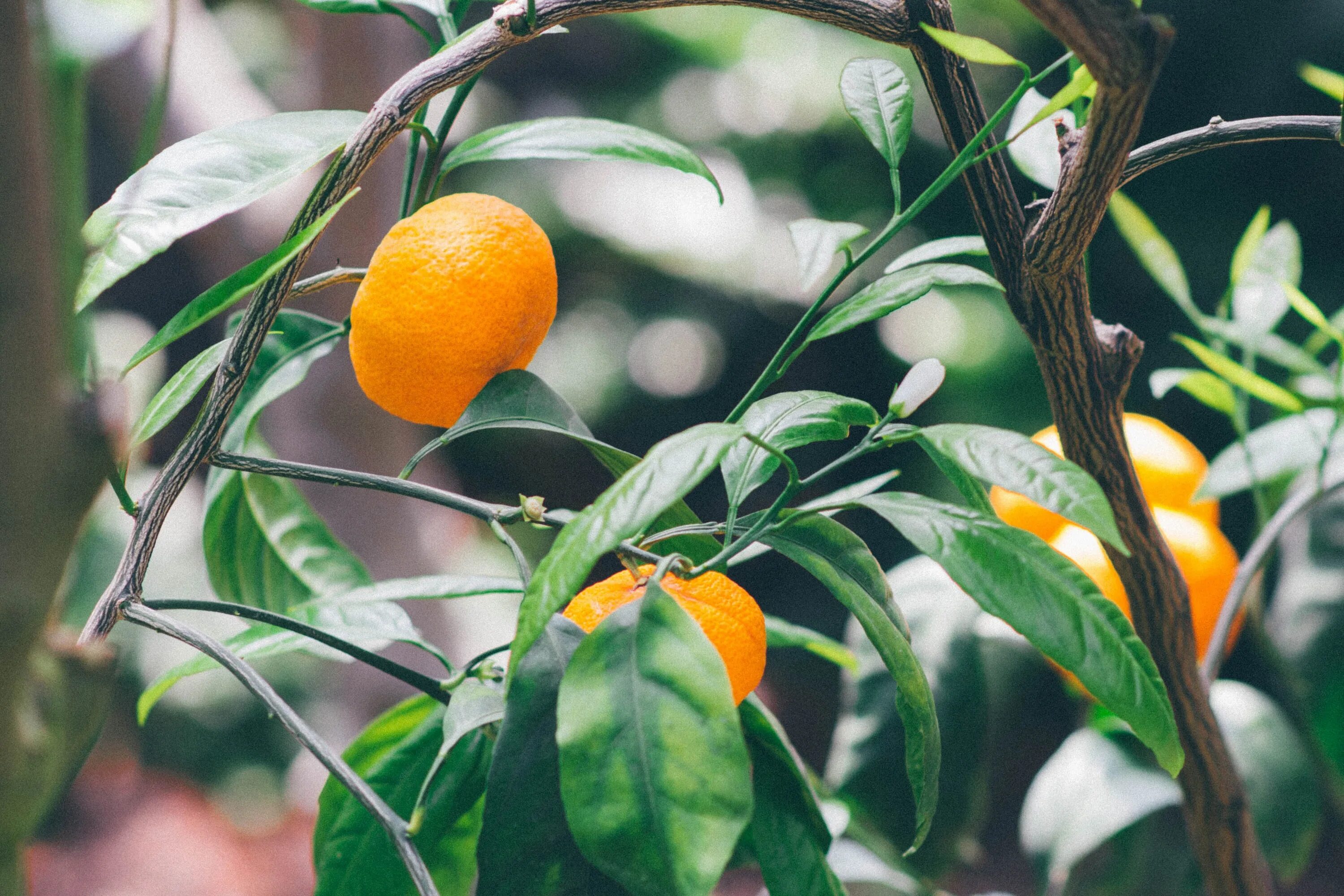 Мандарин Танжерин зеленый. Мандарин Citrus reticulata Blanco. Фрукт цитрус кумкват. Померанец дерево. Урожайность апельсинов