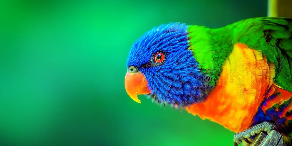 More animal colors. Bright colors for animals.