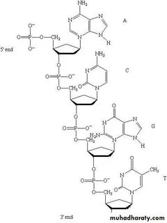 Sequence contains