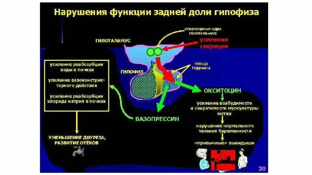 Гипофиз доли функции. Функции задней доли гипофиза. Нарушение функции гипофиза. Нарушение функции аденогипофиза.