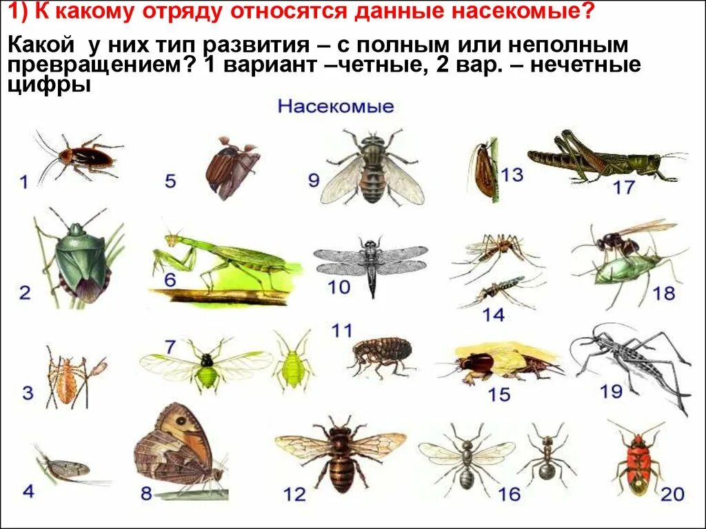 К какому типу относят насекомых