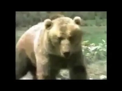Тест медведь лев волк