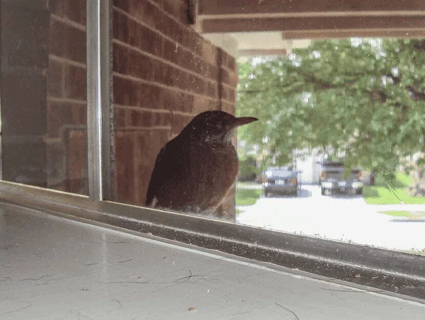Птица залетела в окно. Птица бьется в окно. Птички на окна. Птица влетела в окно.
