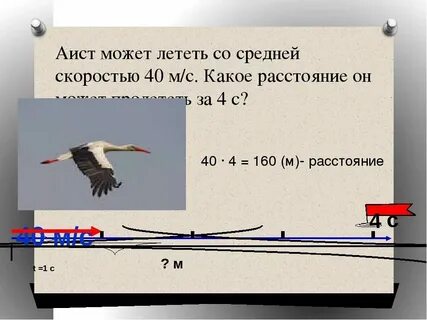Какая птица летит со скоростью автомобиля