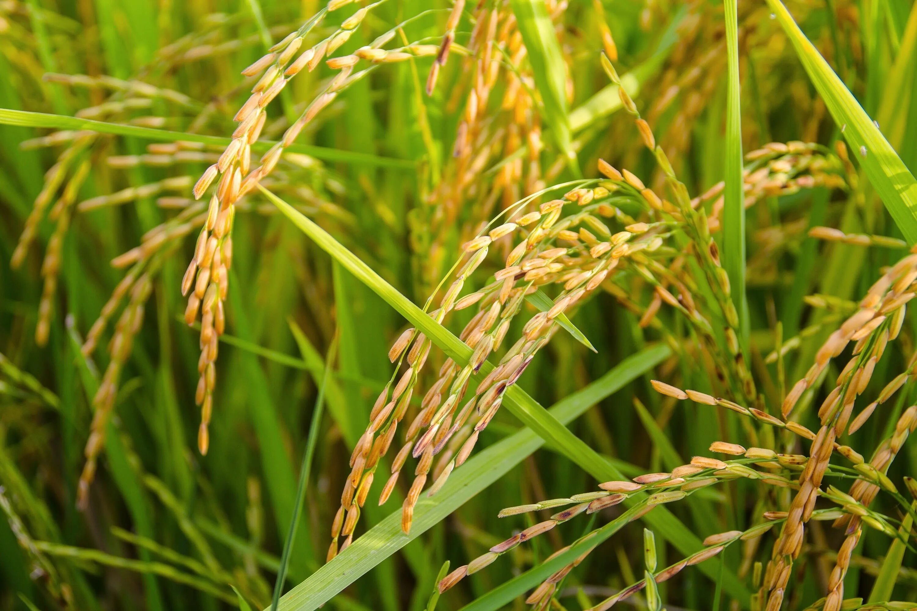 Производство злаковых. Зерновые культуры рис. Рисовые колосья. Рис злаковое растение. Рис злаковая культура.