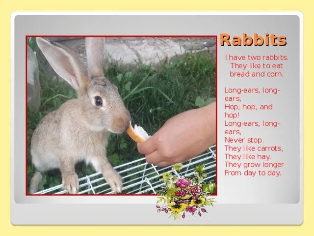 A Rabbit has got long Ears. Why Rabbits have got long Ears. Long Ear Rabbit. They have got long Ears Rabbits.