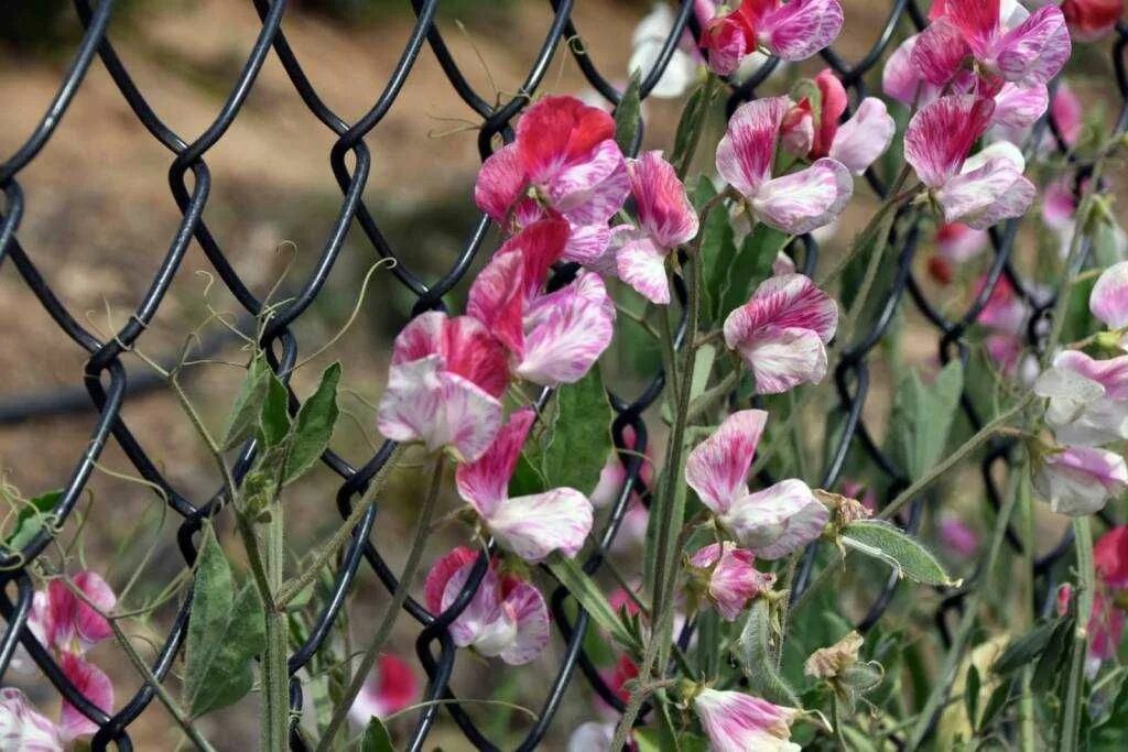 Душистый горошек Fragrant flowers, Deer resistant flowers, Annual plants