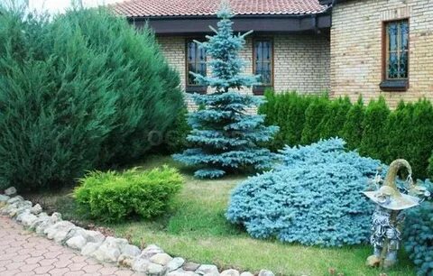 Можно ли сажать дома голубую ель