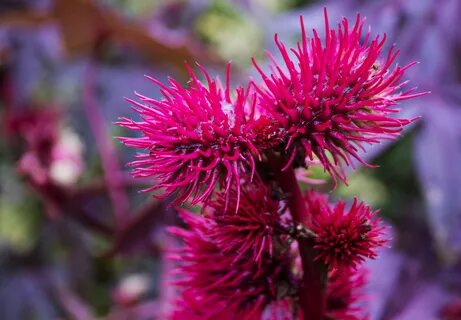 Scotland plants