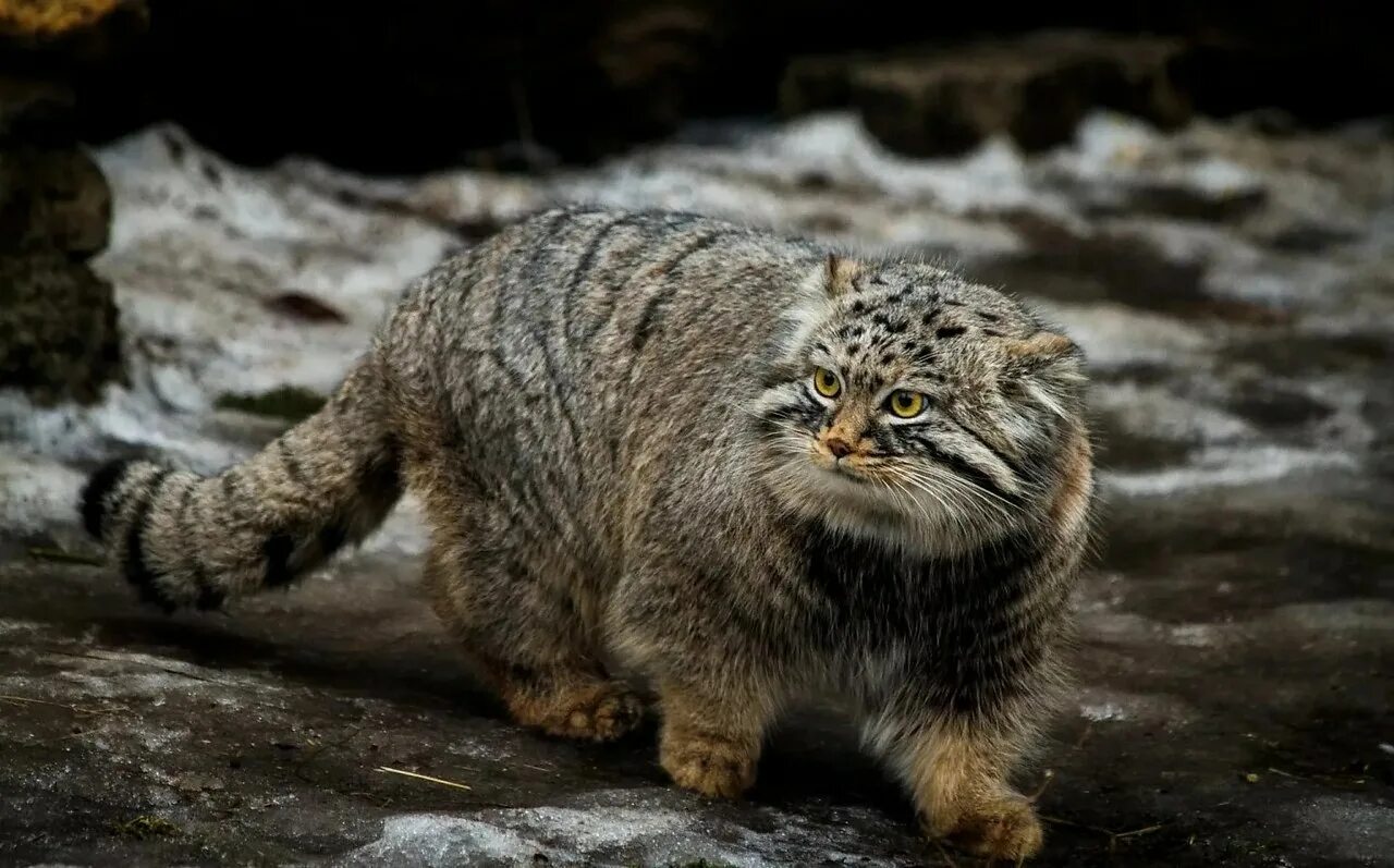 Как называется дикий. Манул (палласов кот). лесной кот манул. сибирский дикий кот манул. камышовый кот манул.
