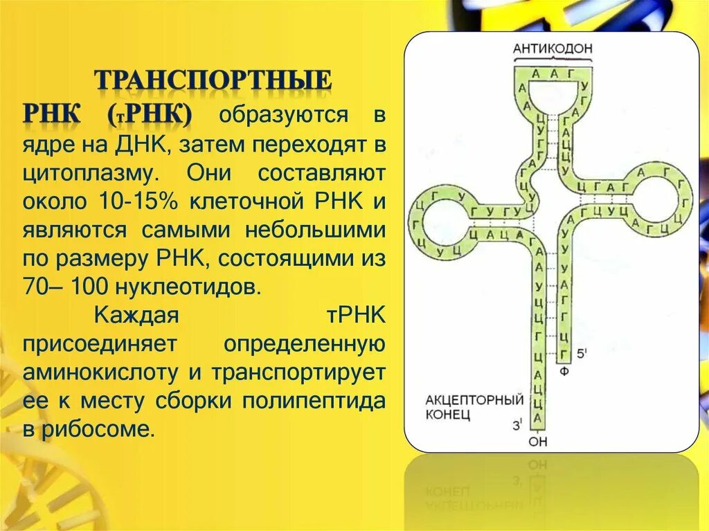 И рнк образуется в. Транспортная РНК. Антикодоны ТРНК. Антикодон транспортной РНК. Как образуется транспортная РНК.