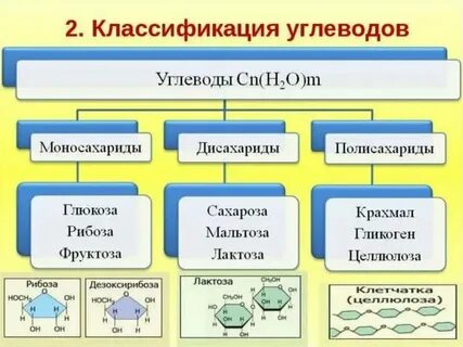 Биология углеводы липиды белки
