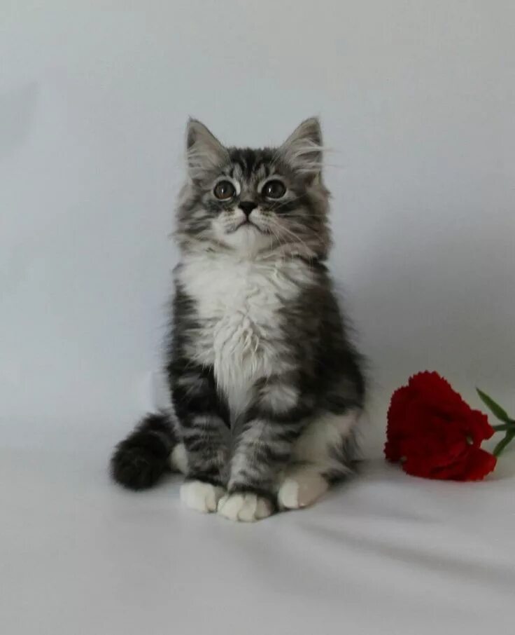 Сибирские коты. Сибирские коты екатеринбург. Сибирские котята дымчатого окраса. Сибирские коты екатеринбург. Сибирские котята питомник екатеринбург.